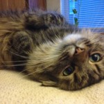 Grey and white cat on his back