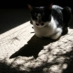 A cat in the sun
