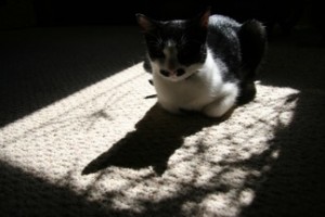 A cat sitting in her favorite sunny spot