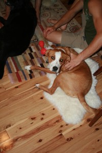 A happy dog sitting on a soft rug