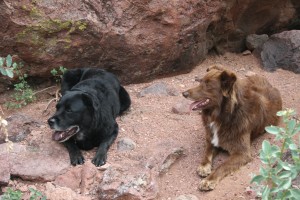 Two dogs sitting in nature