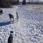 Three dogs on a special ski dog walk